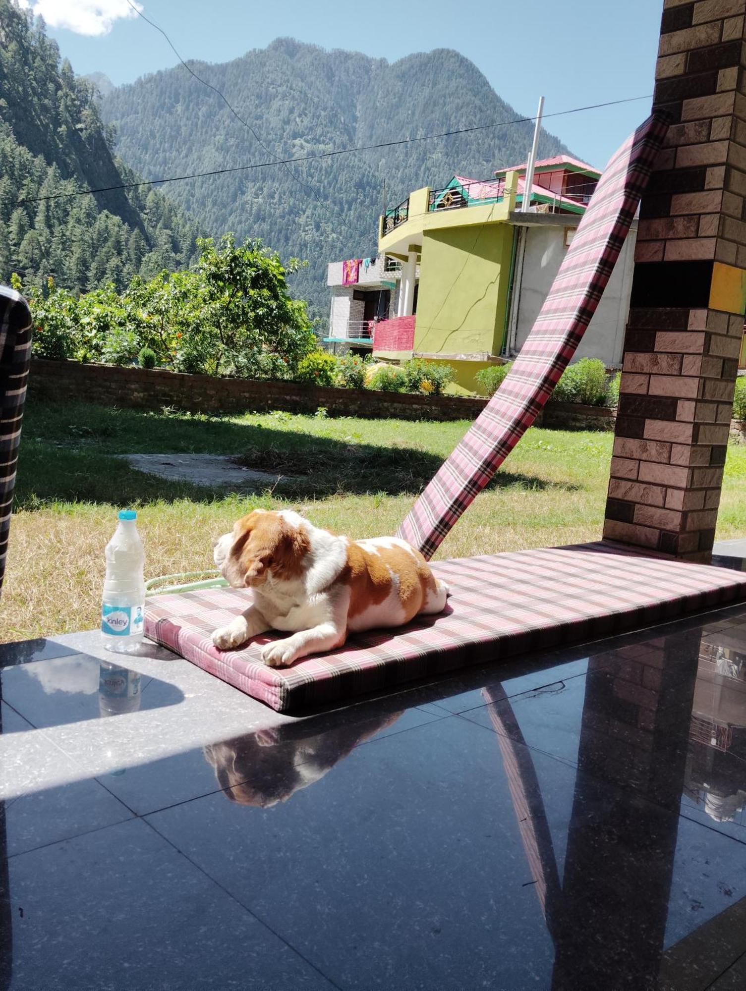 Dog N Hill Hotel Kasol Exterior photo