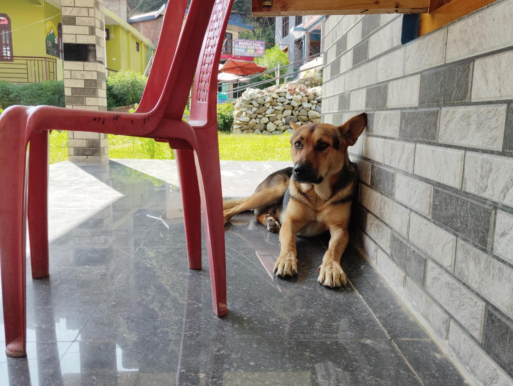 Dog N Hill Hotel Kasol Exterior photo